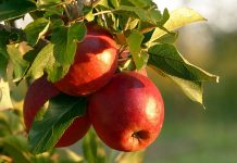 How to grow fruit in your yard apples