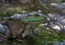 Bullfrog, green frog may be added to list of Class A aquaculture species bullfrog