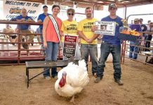 2020 Jefferson County Fair sale results Grand Champion Market Turkey