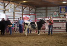 Stark County 4-H’er tallies wins to wrap up 2020 fair season A young woman stands in a show ring with a black and white beef steer.