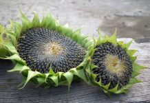 How to save seeds from your garden sunflower tops
