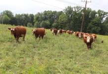 Get your livestock to work for you cattle on pasture