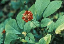 How to find and harvest wild American ginseng American ginseng