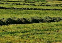 cut hay