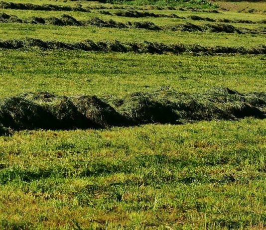 cut hay