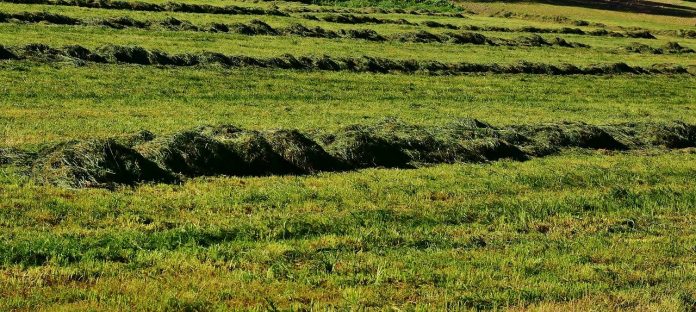 cut hay