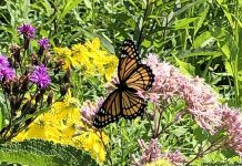 The unforgettable flight of the butterfly Monarch butterfly