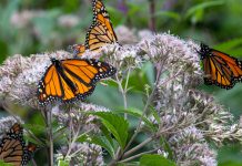 We all must protect our landscapes Monarch butterflies
