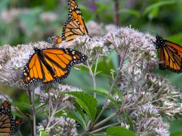 Monarch butterflies