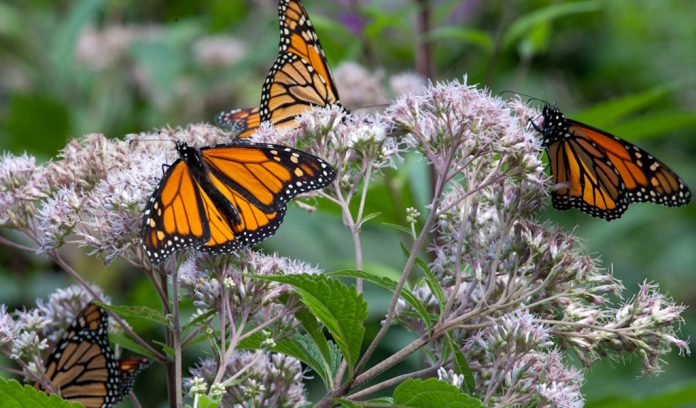 Monarch butterflies