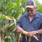 Changing with the times: Ohio farmer sees benefits of stewardship in 50-year career A man holds an ear of corn in both hands, standing in front of a corn field. He is looking at the ear of corn and wearing a baseball hat and glasses.