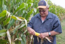 Changing with the times: Ohio farmer sees benefits of stewardship in 50-year career A man holds an ear of corn in both hands, standing in front of a corn field. He is looking at the ear of corn and wearing a baseball hat and glasses.