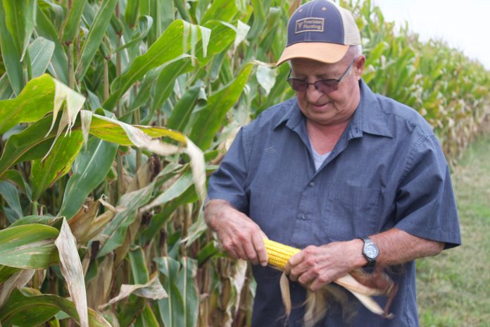 A man holds an ear of corn in both hands, standing in front of a corn field. He is looking at the ear of corn and wearing a baseball hat and glasses.