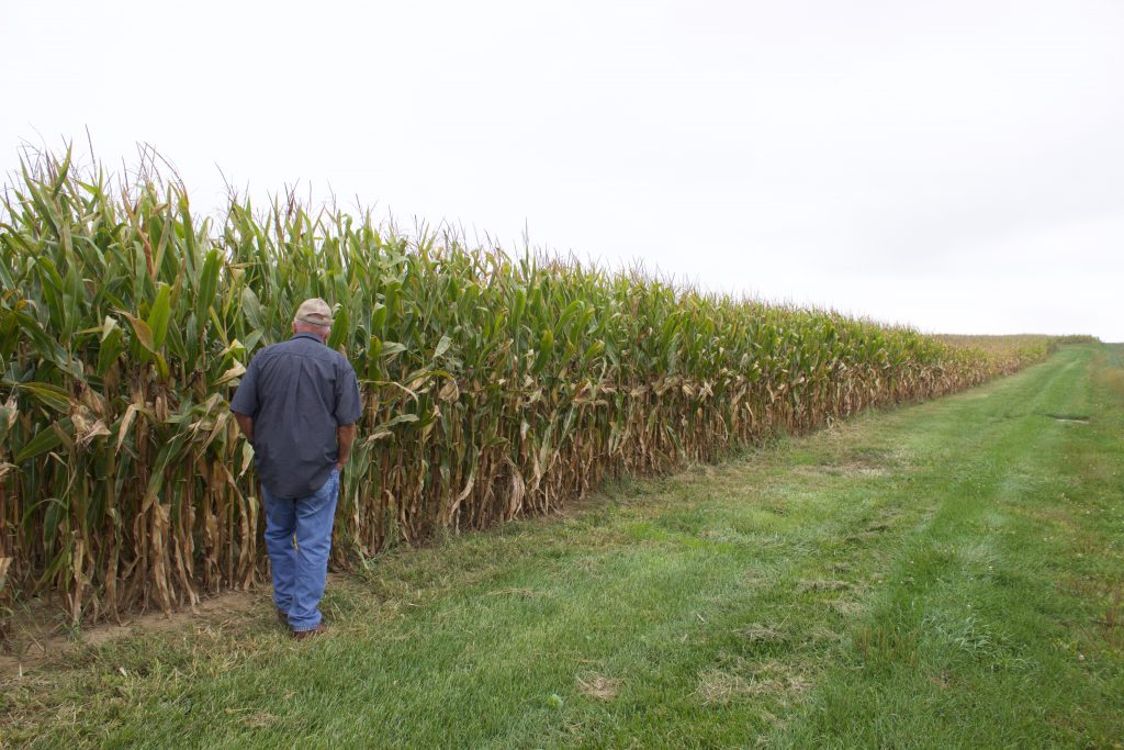 A man in jeans and a collared shirt, facing away from the camera, walks next to a field of corn.