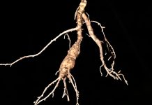 Mysterious ginseng root prized in area gingseng root