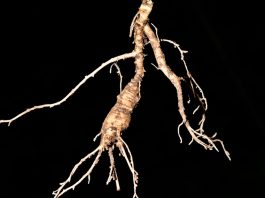 gingseng root
