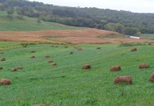 Know the ins and outs of feeding baleage stock pile with hay