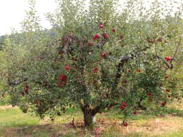 apple tree
