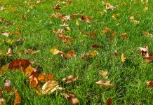 This fall, when it comes to leaves, you can rake it or leave it Autumn leaves on green grass.