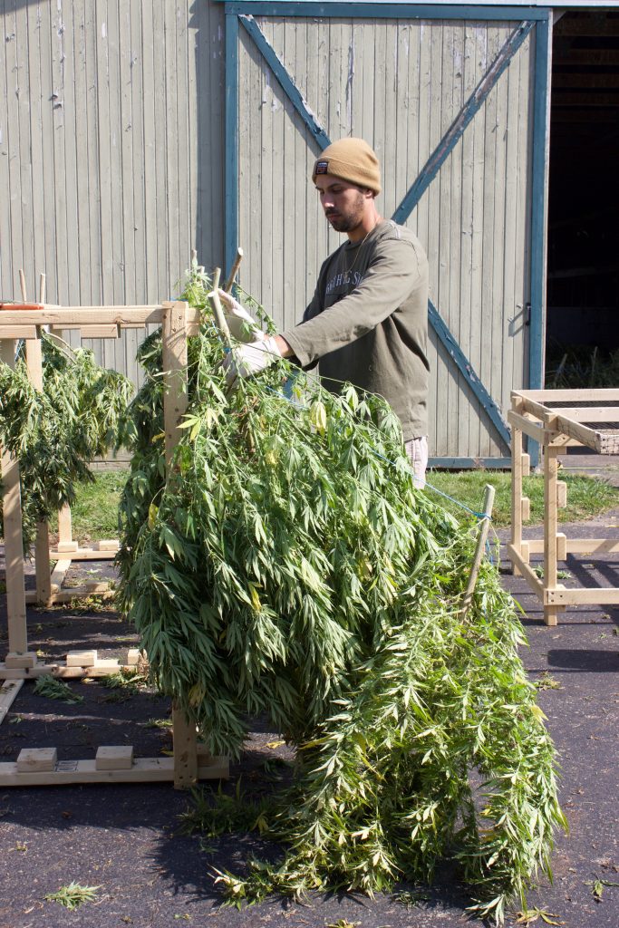 A man wearing a brown hat and gloves hangs hemp plants over a wooden frame.