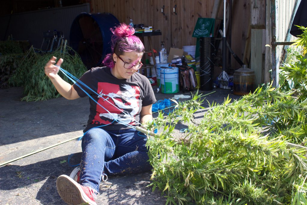 A young woman with purple hair sits on the ground and ties hemp plants together with twine.