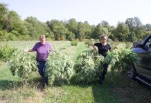 Ohio farmer marks first successful hemp harvest Two woman walk alongside a truck, carrying hemp plants.