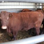Types of inspection for meat processors cow in holding pen
