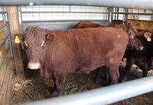 Types of inspection for meat processors cow in holding pen