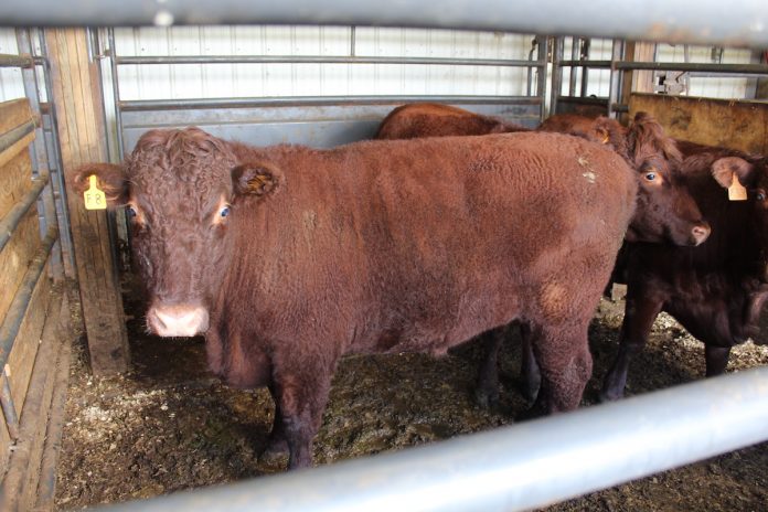 cow in holding pen