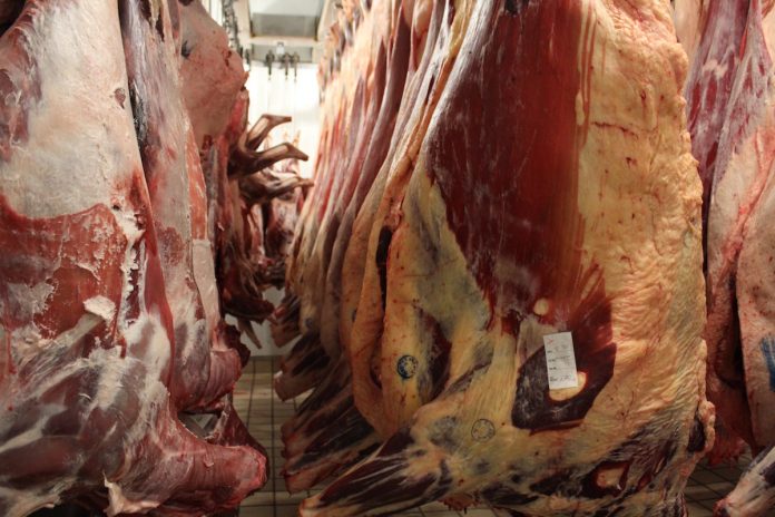 carcasses hanging in cooler