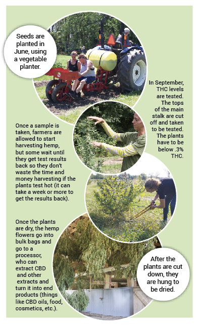 A graphic showing the stages of growing hemp from planting, to harvesting, to sending the flowers to a processor.