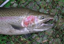 Cooler temps bring on steelhead fishing in Ohio Steelhead