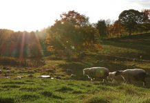 Keep wheels turning on local meat processing dilemma sheep pasture