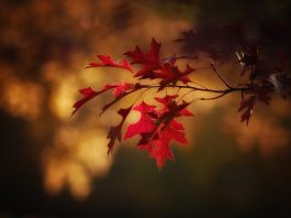 Autumn glory red autumn leaves