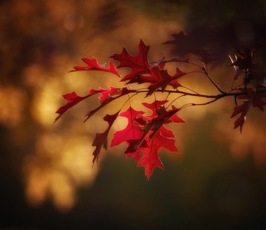 Autumn glory red autumn leaves