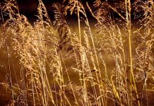 The simple surprise of fall’s treasures grasses