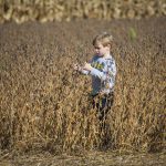 Beginning farmers can apply for $10,000 grant from Horizon Farm Credit A young boy stands in a soybean field, looking at the plants.