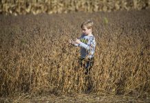 Beginning farmers can apply for $10,000 grant from Horizon Farm Credit A young boy stands in a soybean field, looking at the plants.