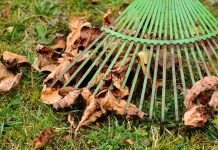 How to simplify fall yard work and help the environment leaves