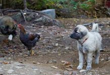 What makes a good livestock guardian dog breeder Farei Kennels Punica