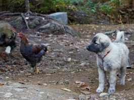 Farei Kennels Punica