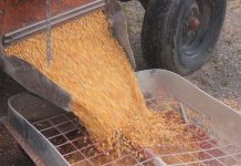Fall brings memories of harvests past corn