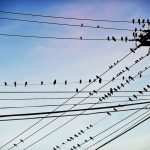 PUCO ends FirstEnergy’s decoupling rates power lines with birds on them