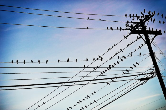 power lines with birds on them