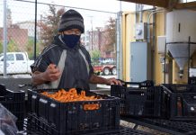Refugees use farming skills at Ohio City Farm A farm staff member sorts carrots in crates.