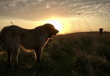 Building new traditions with livestock guardian dogs dogs at sunrise