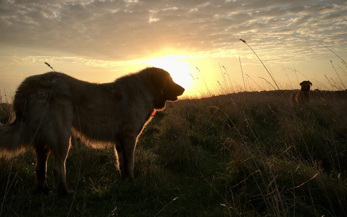 dogs at sunrise