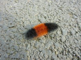 banded woolly bear