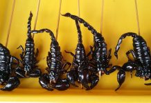 What’s behind China’s buying spree? scorpions on sticks at a Chinese market