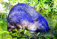 Farm nuisances and pests must be handled beaver
